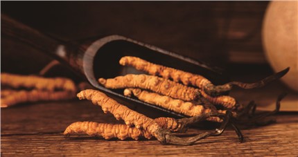 什么是斷草？斷草和冬蟲夏草的區(qū)別和購買常識(shí)