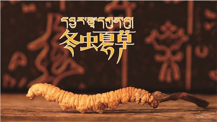 那曲新鮮冬蟲(chóng)夏草什么時(shí)候采挖？